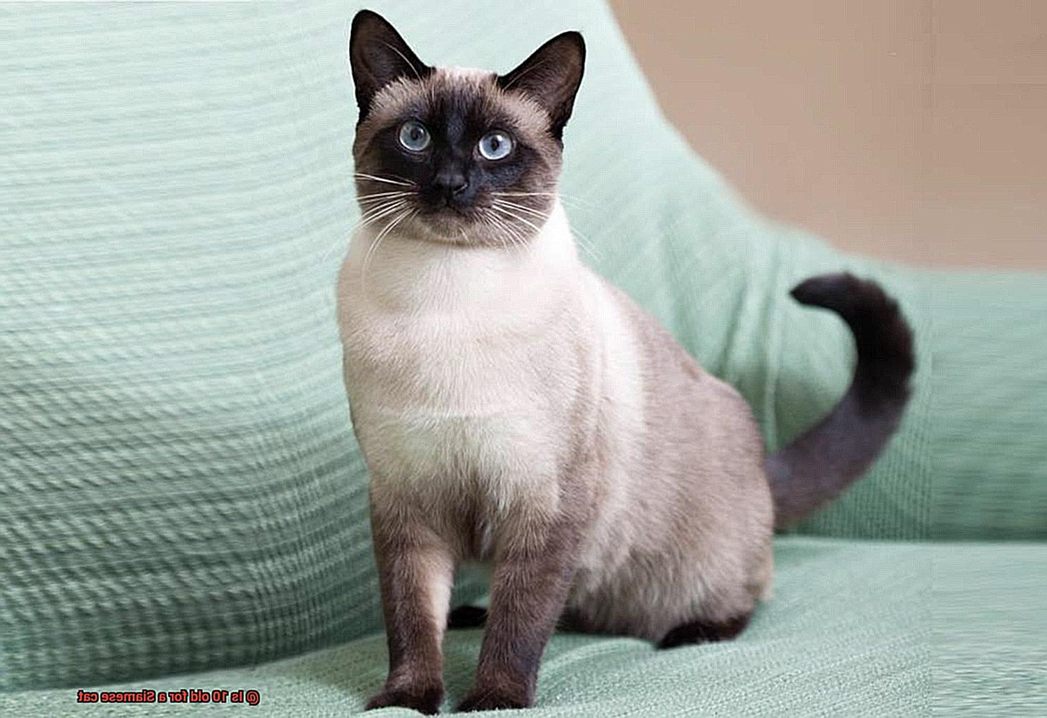 Is 10 old for a Siamese cat-2