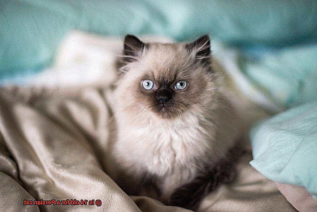 Is 14 old for a Persian cat-2