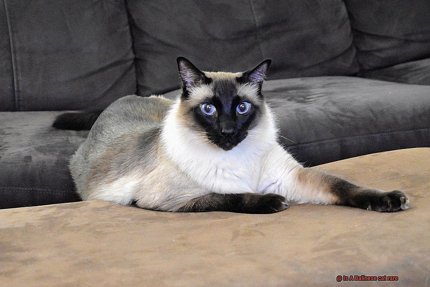 Is A Balinese cat rare-2