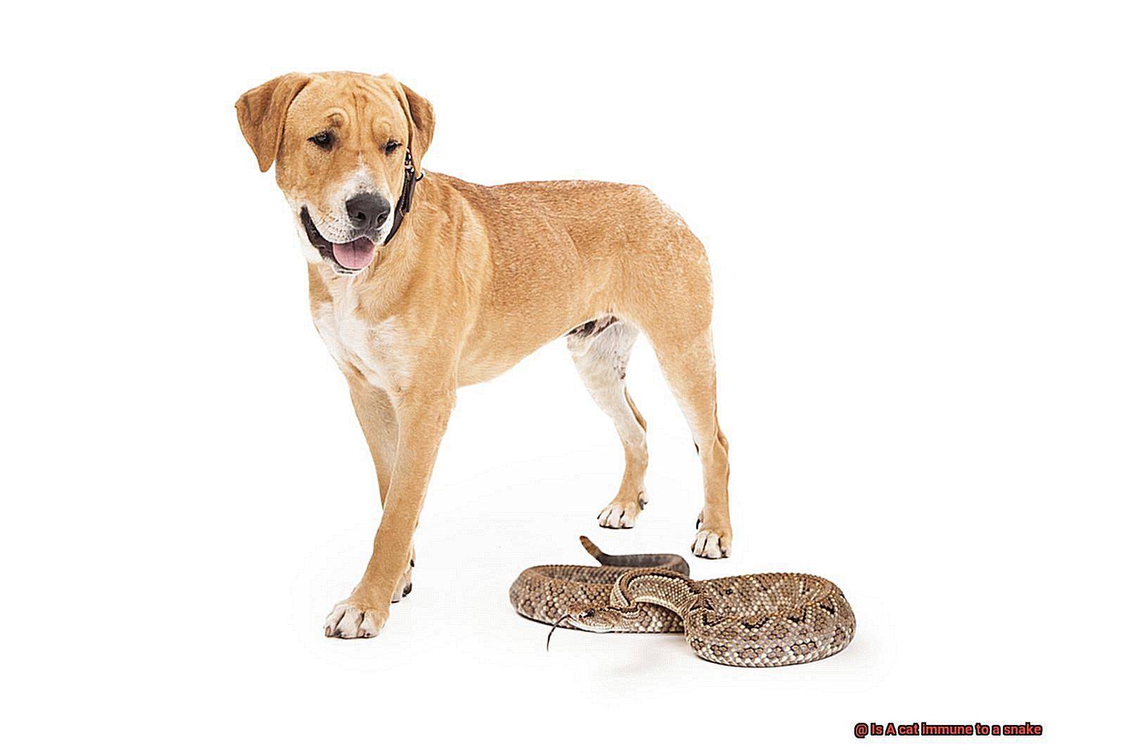 Is A cat immune to a snake-4