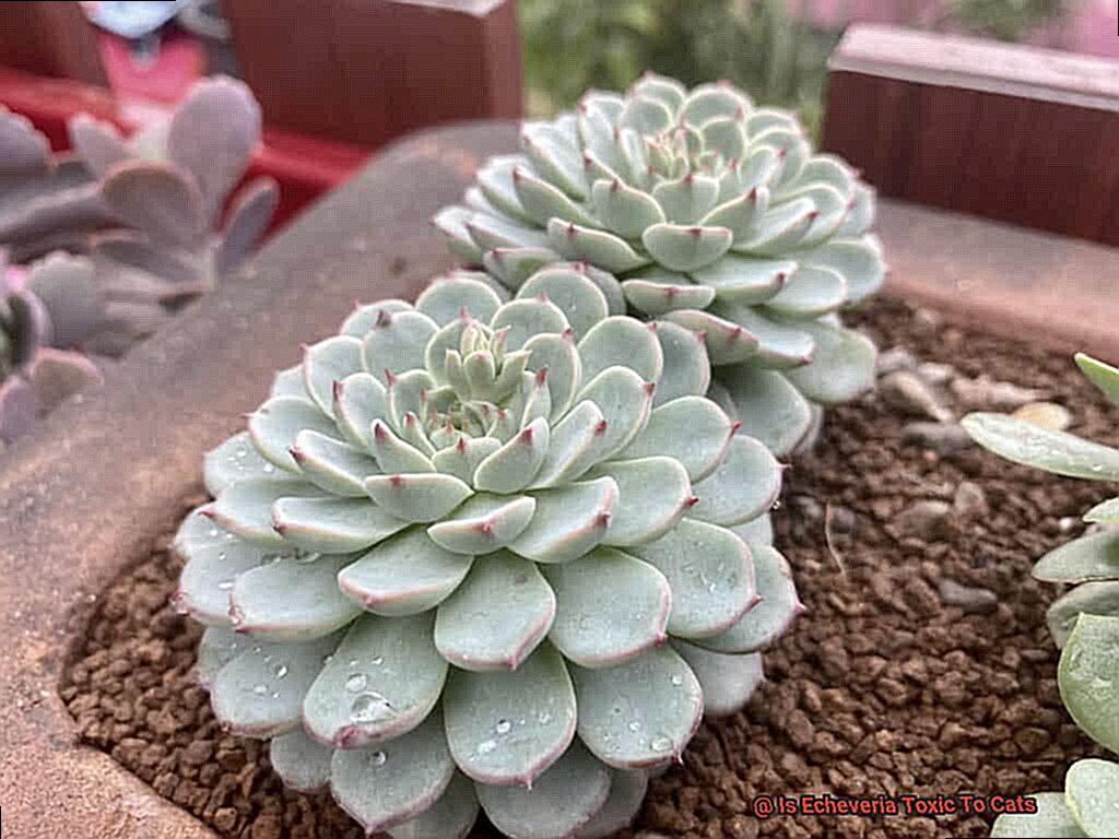 Is Echeveria Toxic To Cats-3