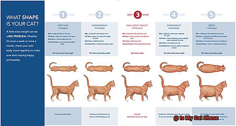 Is My Cat Obese-3