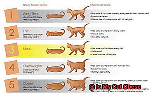 Is My Cat Obese-2