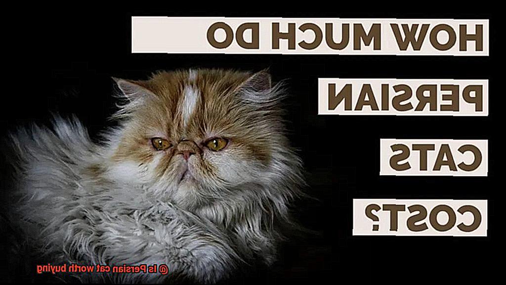 Is Persian cat worth buying-3