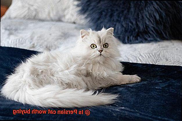 Is Persian cat worth buying-2