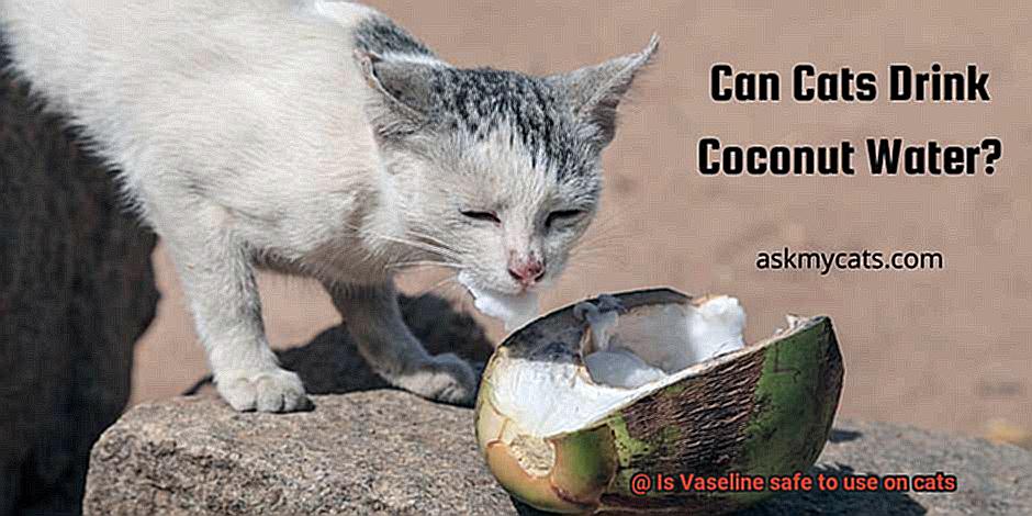 Is Vaseline safe to use on cats-2