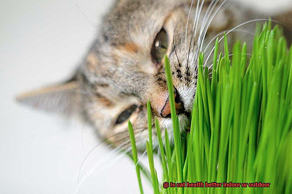 Is cat health better indoor or outdoor-3