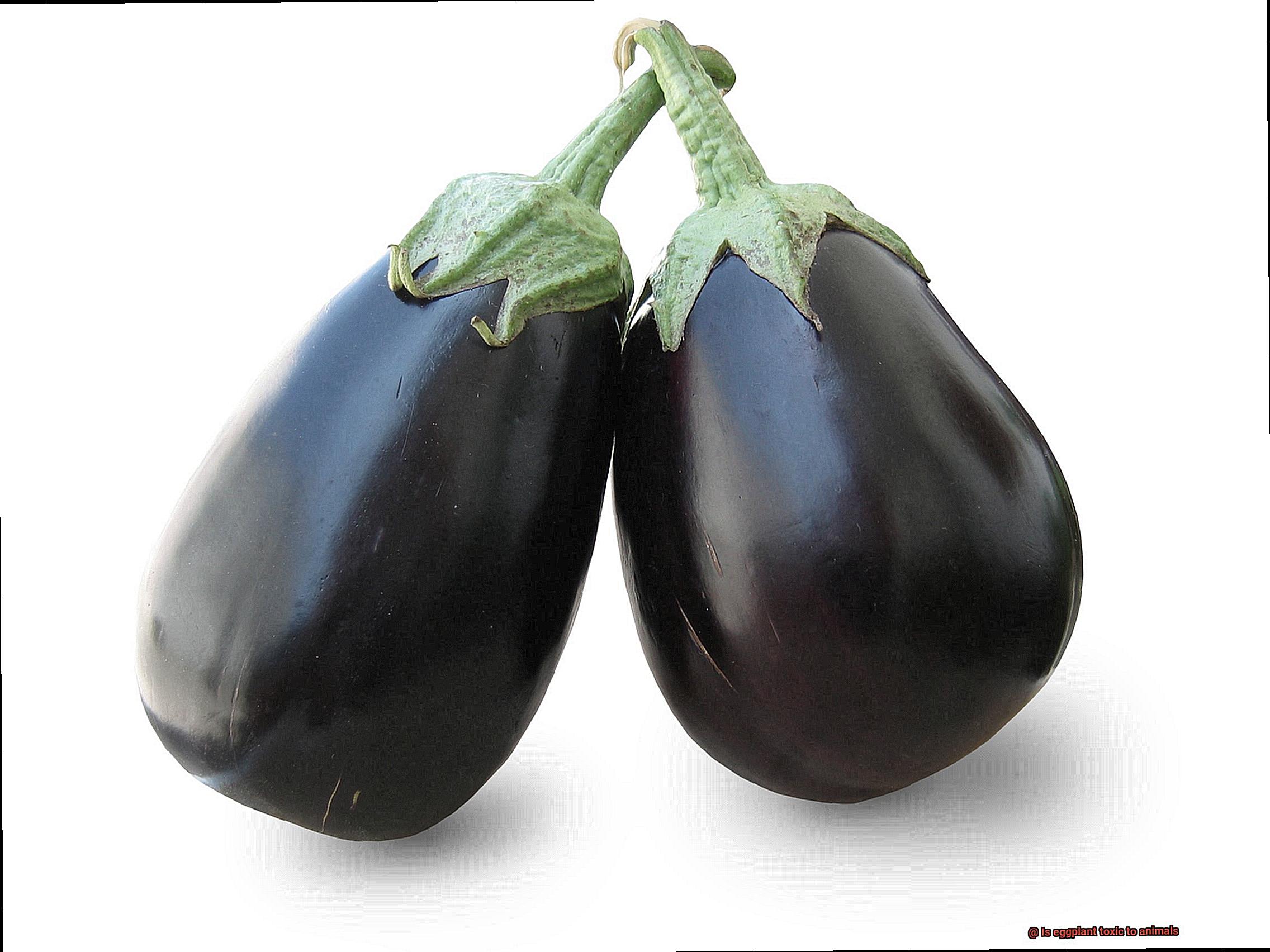 Is eggplant toxic to animals-2