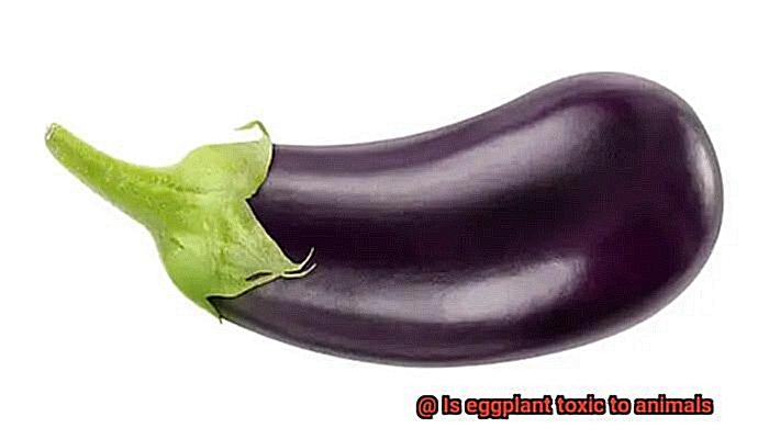 Is eggplant toxic to animals-5