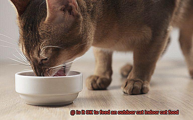 Is it OK to feed an outdoor cat indoor cat food-3