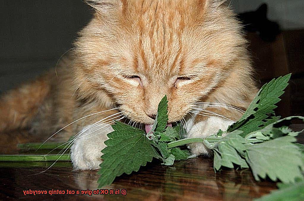 Is it OK to give a cat catnip everyday-4