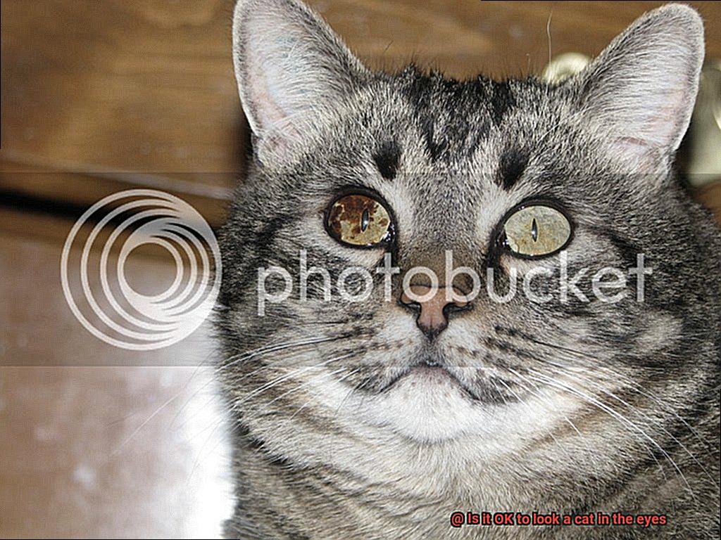 Is it OK to look a cat in the eyes-2