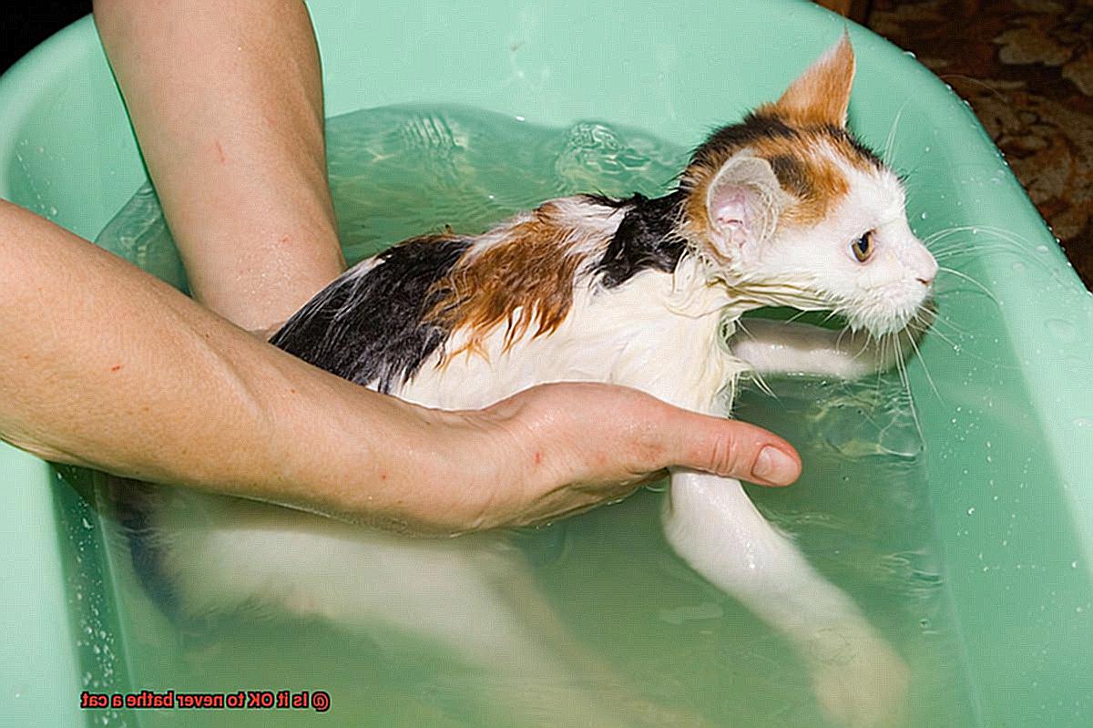 Is it OK to never bathe a cat-6