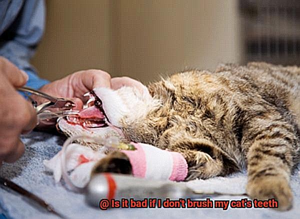 Is it bad if I don't brush my cat's teeth-3