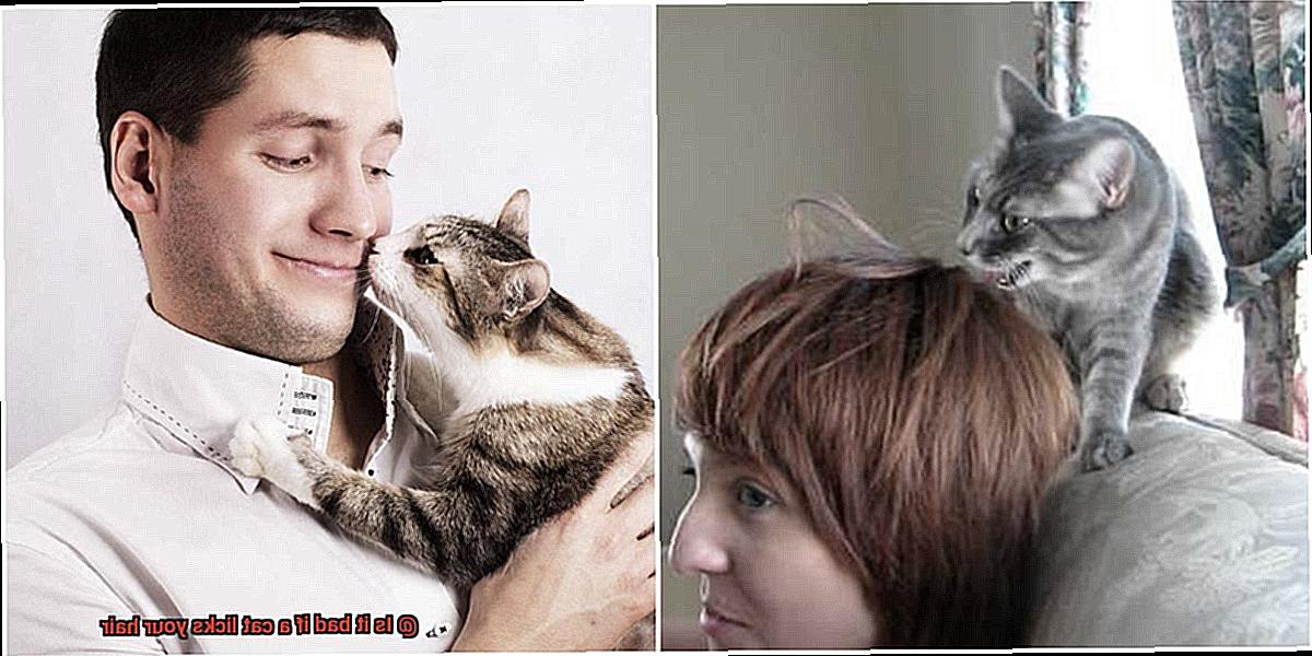 Is it bad if a cat licks your hair-4