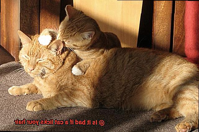 Is it bad if a cat licks your hair-3