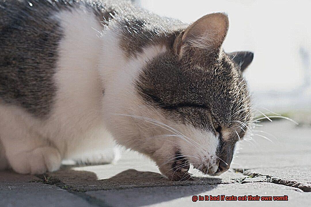 Is it bad if cats eat their own vomit-2