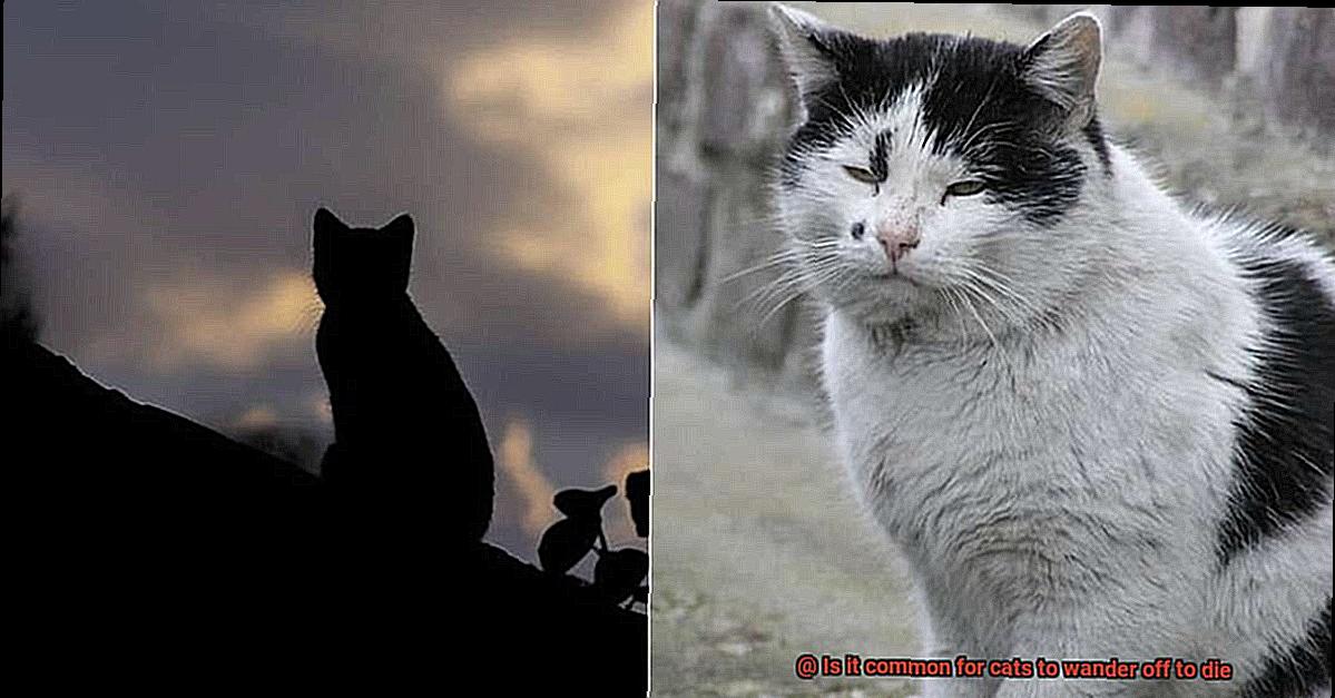 Is it common for cats to wander off to die-3