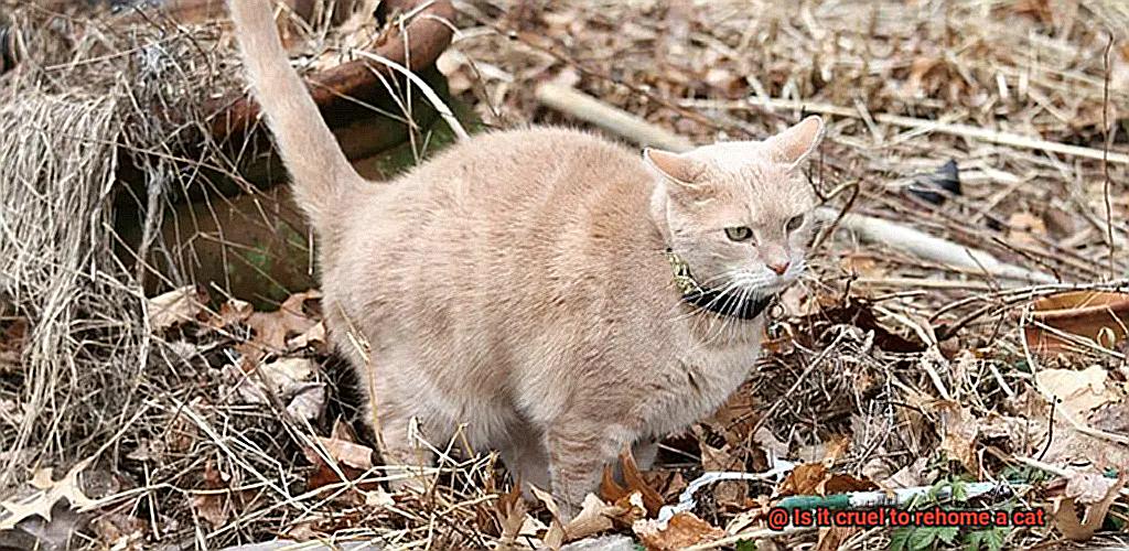 Is it cruel to rehome a cat-4