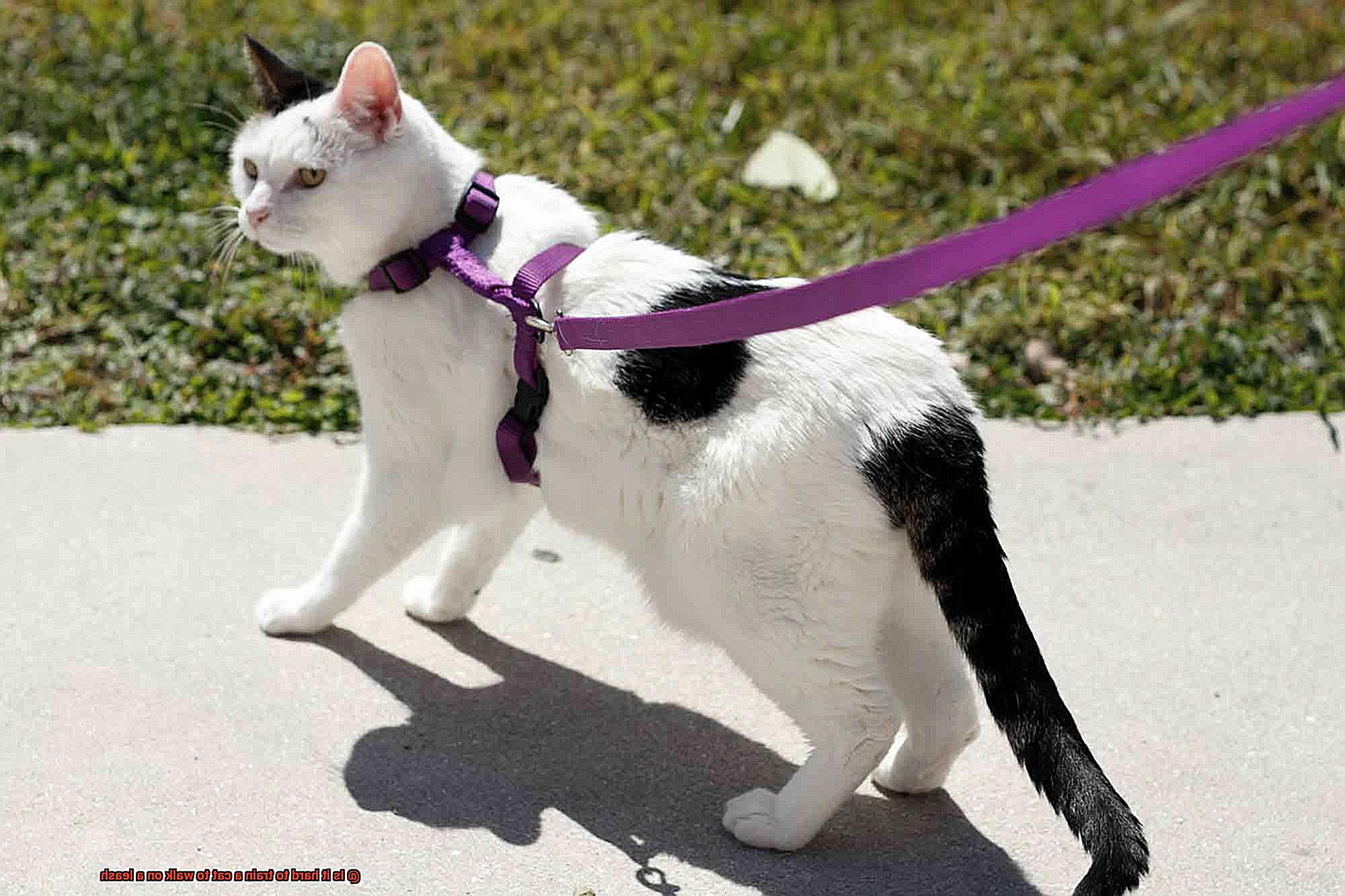 Is it hard to train a cat to walk on a leash-2