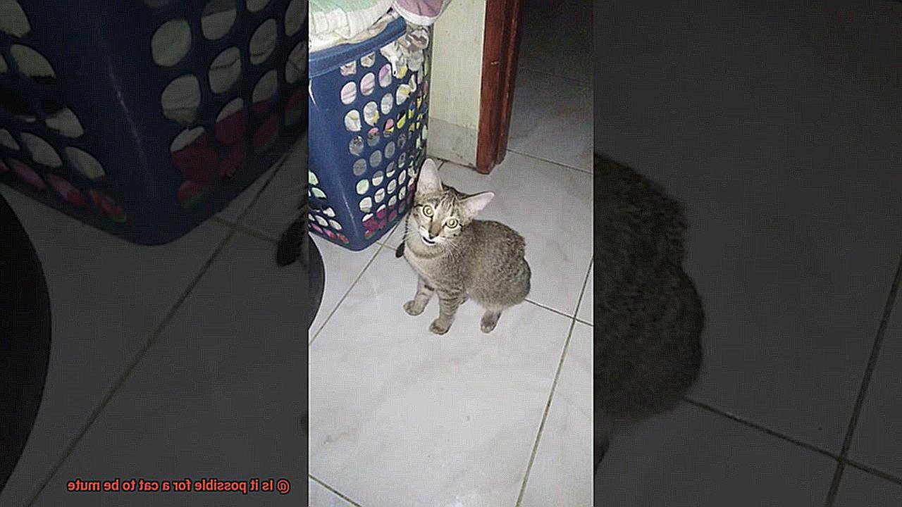 Is it possible for a cat to be mute-3