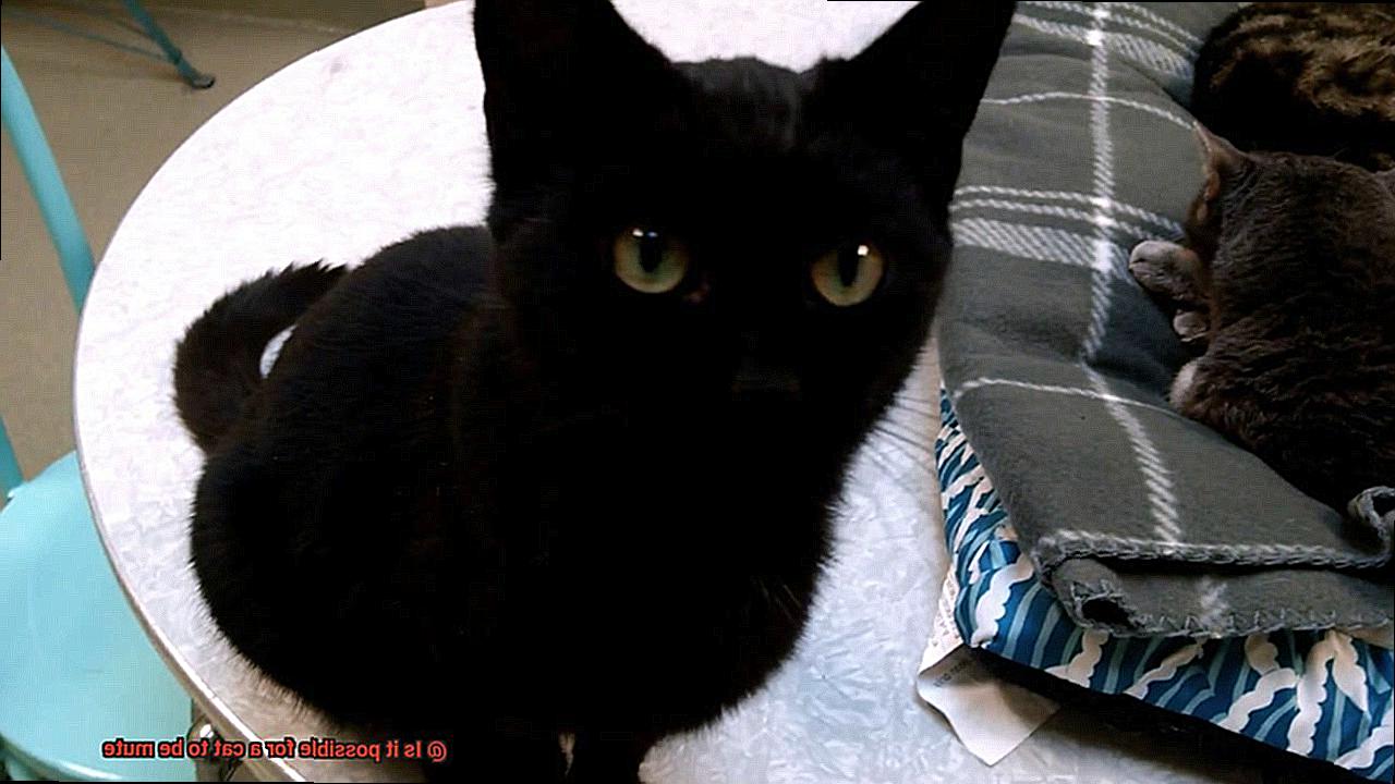 Is it possible for a cat to be mute-2
