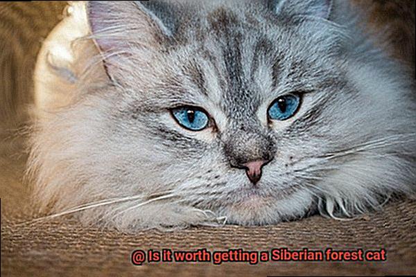Is it worth getting a Siberian forest cat-2