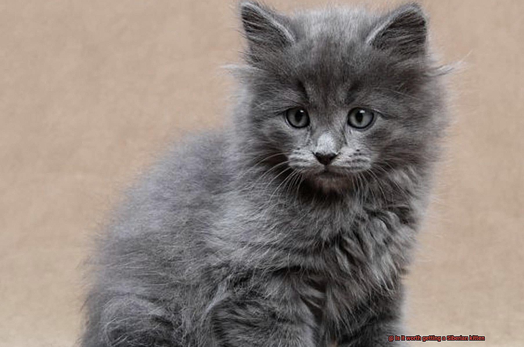 Is it worth getting a Siberian kitten-4