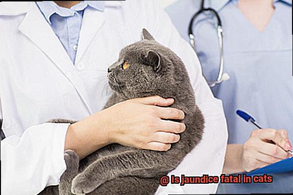 Is jaundice fatal in cats-2
