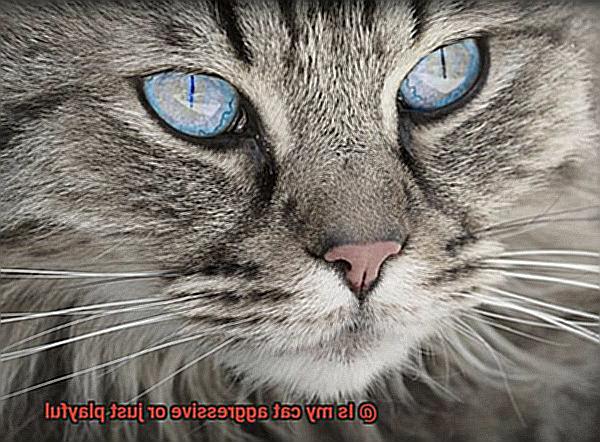 Is my cat aggressive or just playful-5