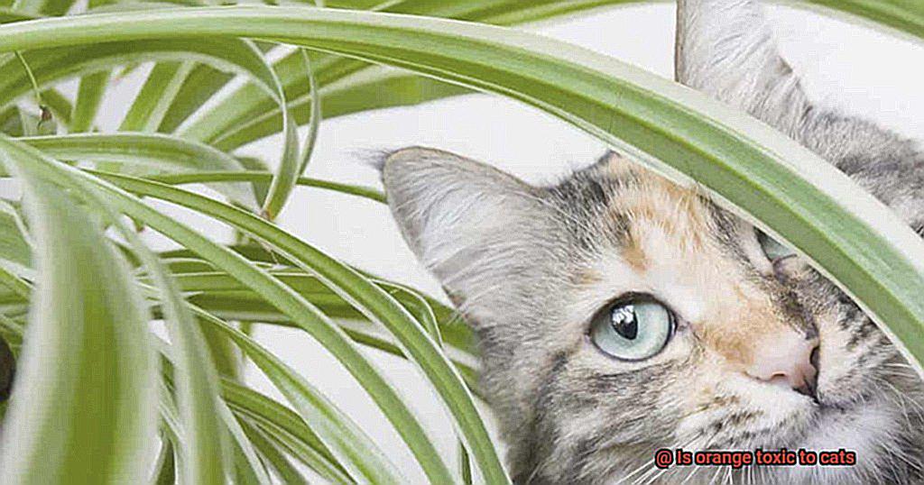 Is orange toxic to cats-2