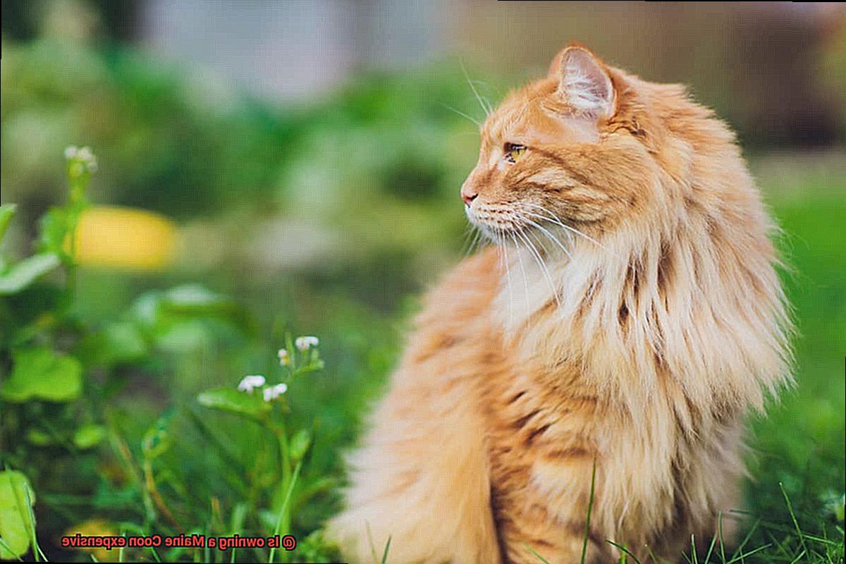 Is owning a Maine Coon expensive-3