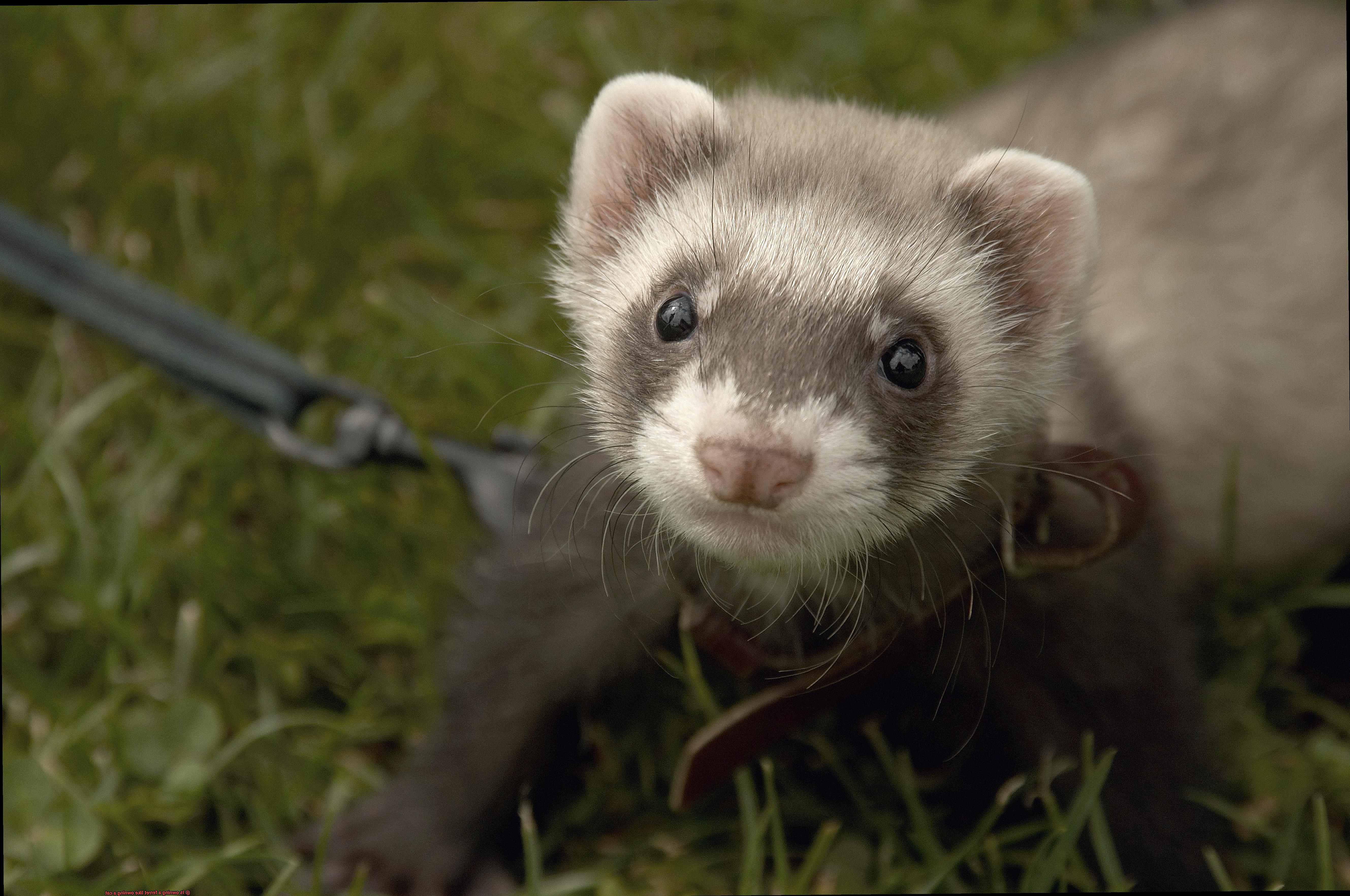 Is owning a ferret like owning a cat-3