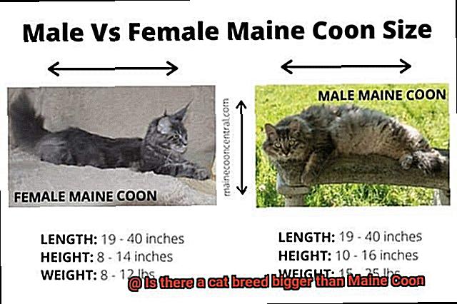 Is there a cat breed bigger than Maine Coon-2