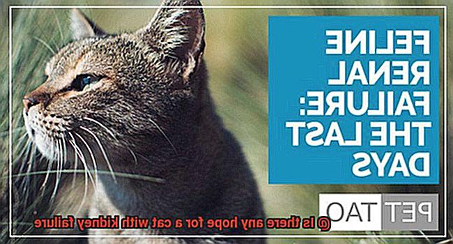Is there any hope for a cat with kidney failure-2