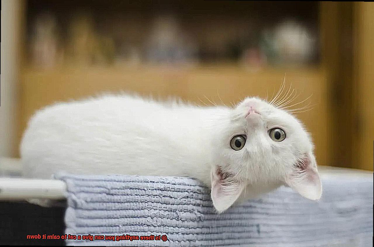 Is there anything you can give a cat to calm it down-2