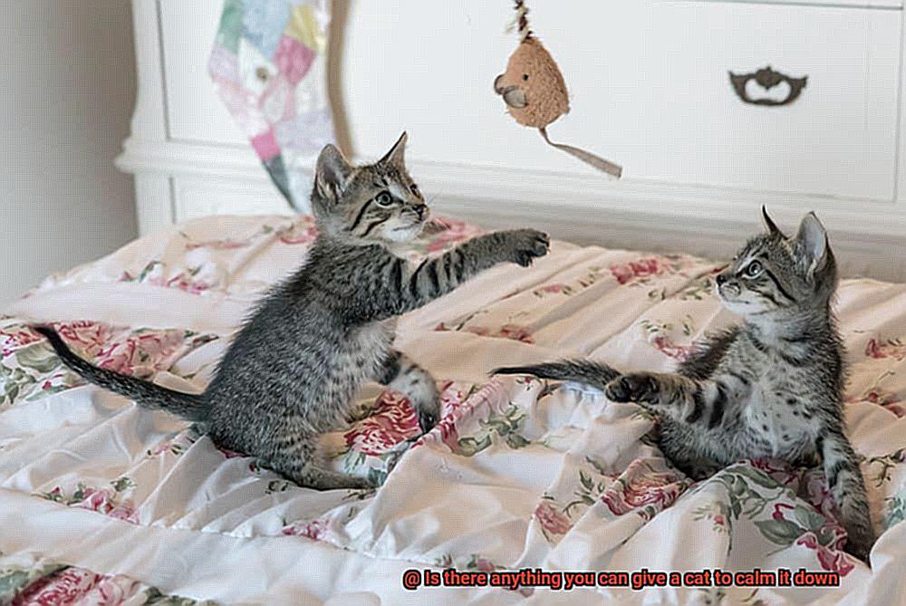 Is there anything you can give a cat to calm it down-5