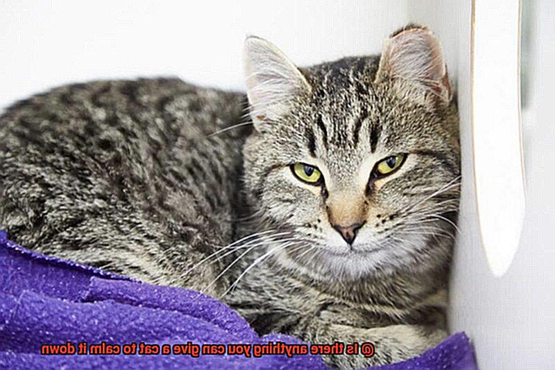 Is there anything you can give a cat to calm it down-6