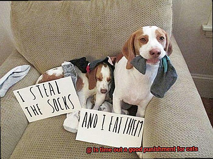 Is time out a good punishment for cats-2