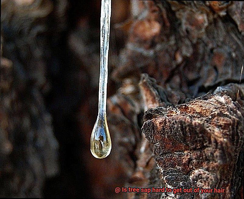 Is tree sap hard to get out of your hair-4