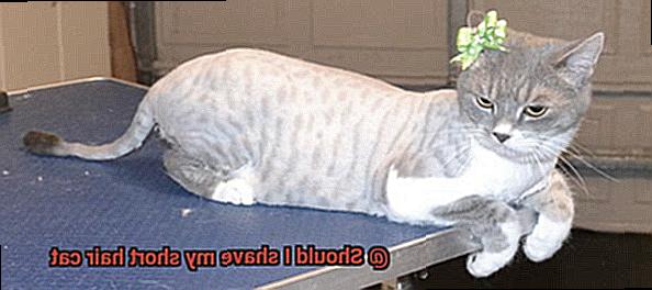 Should I shave my short hair cat-2