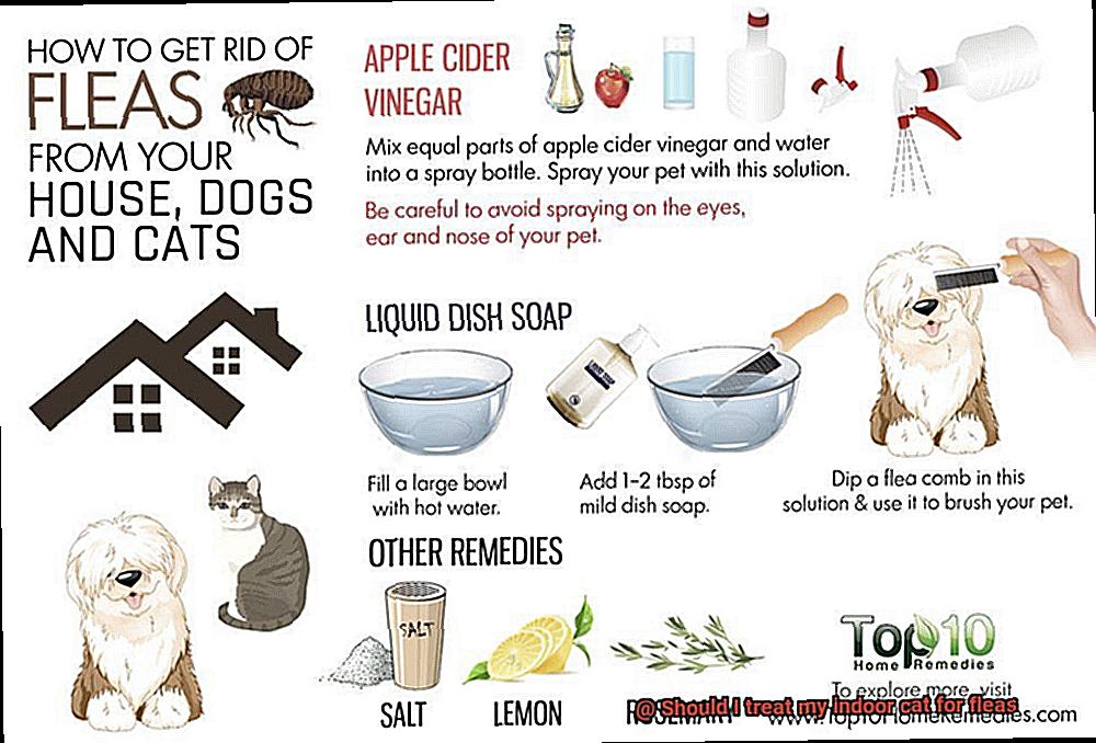 Should I treat my indoor cat for fleas-3