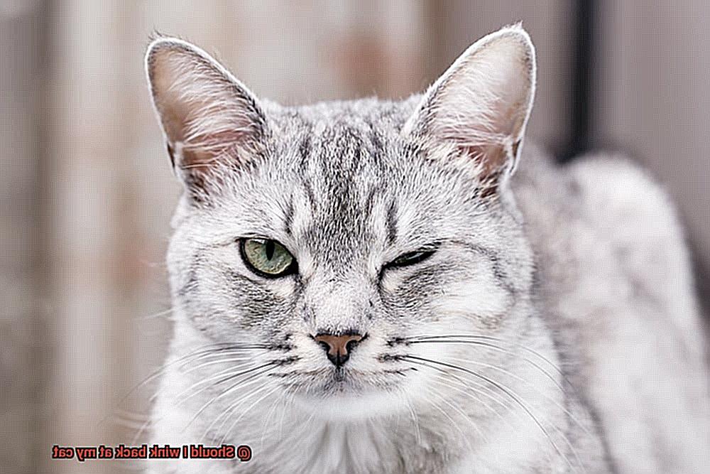 Should I wink back at my cat-2