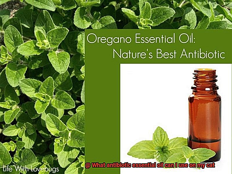 What antibiotic essential oil can I use on my cat-3