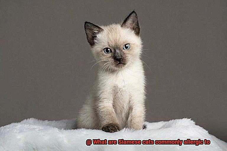 What are Siamese cats commonly allergic to-3
