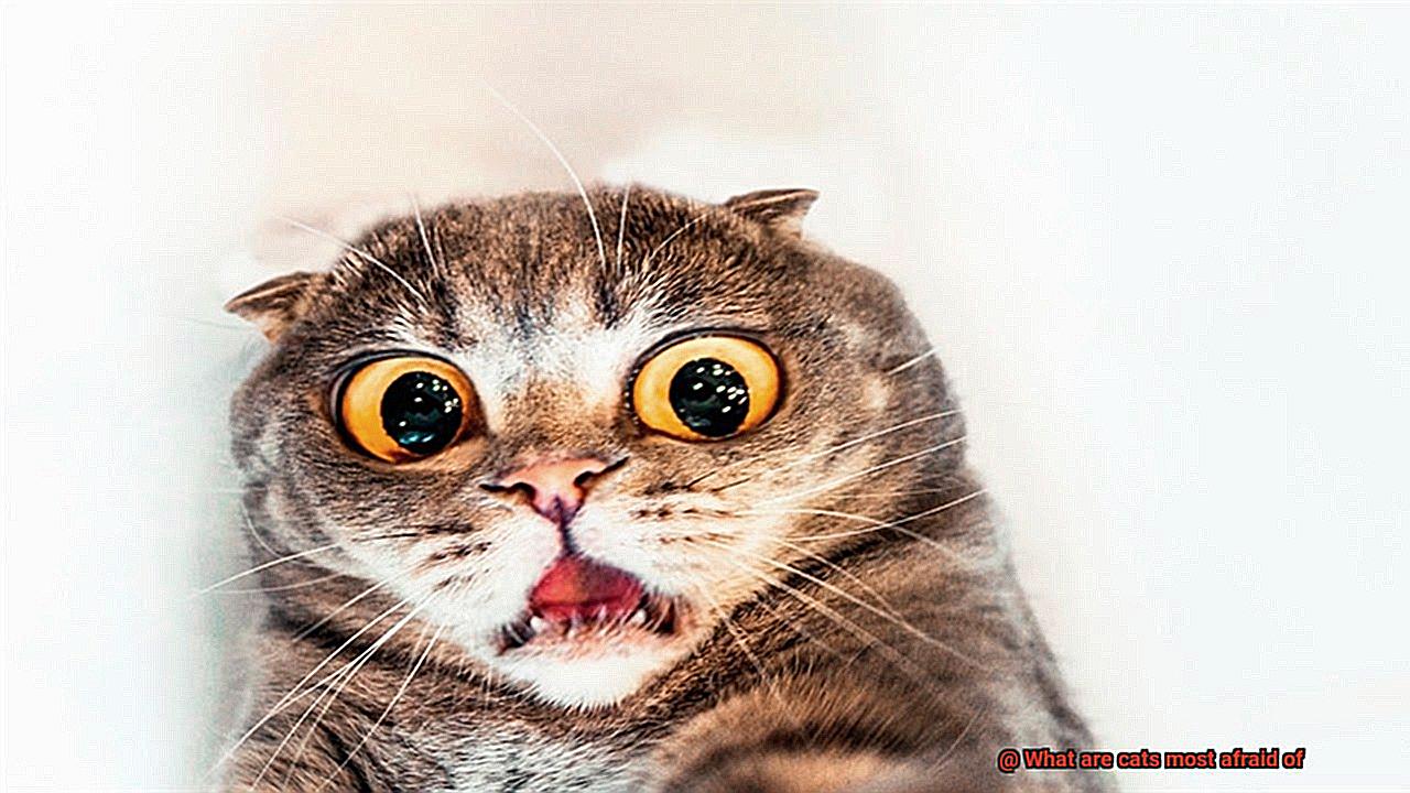 What are cats most afraid of-2