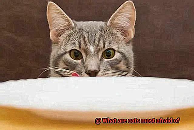 What are cats most afraid of-5