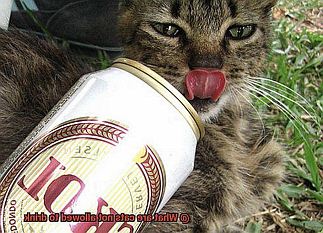 What are cats not allowed to drink-4