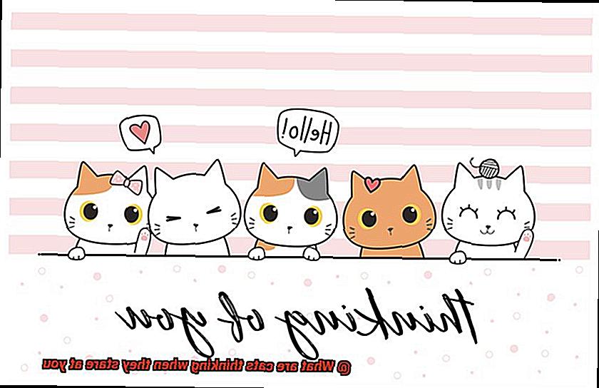 What are cats thinking when they stare at you-2