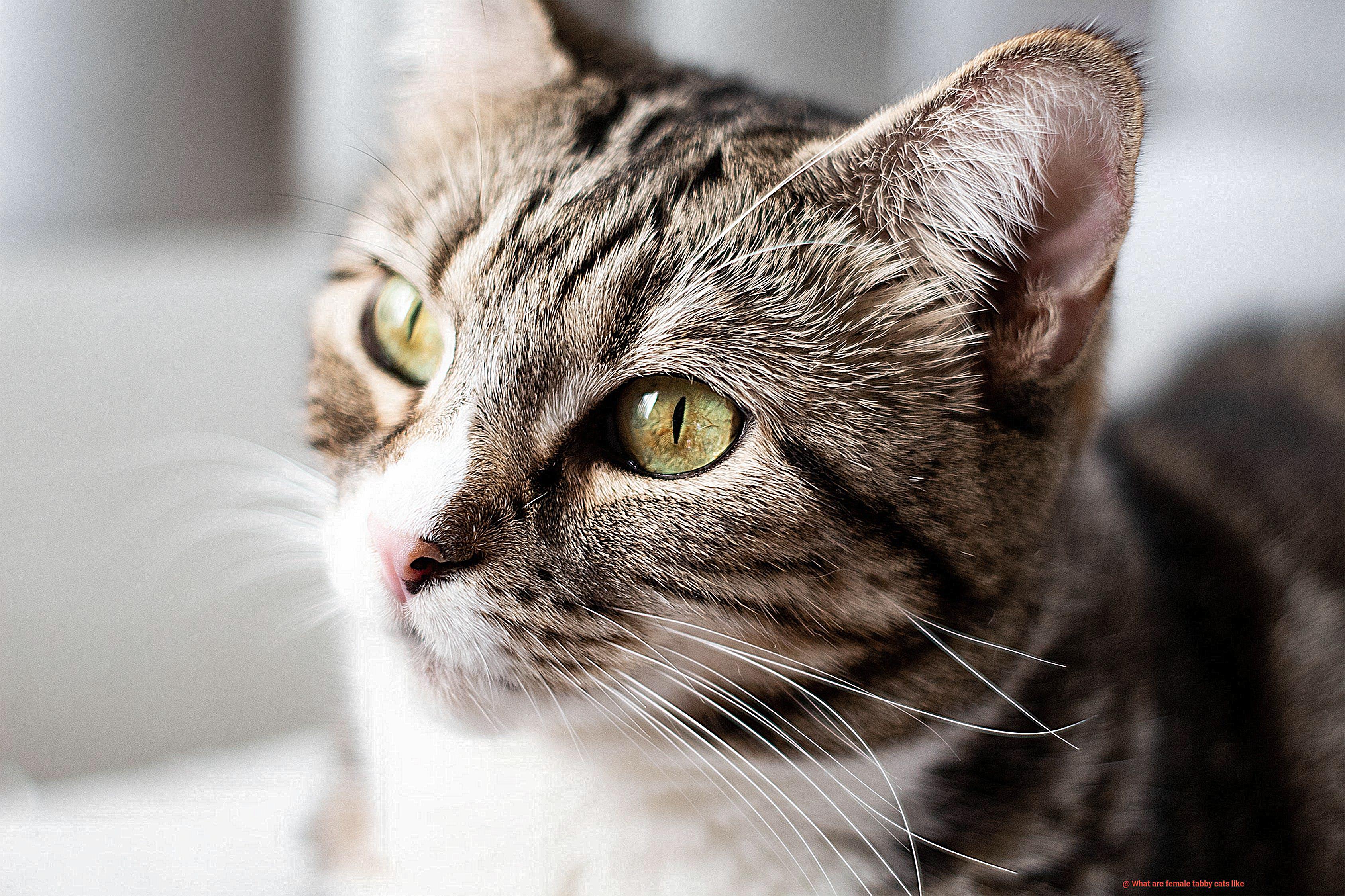 What are female tabby cats like-4